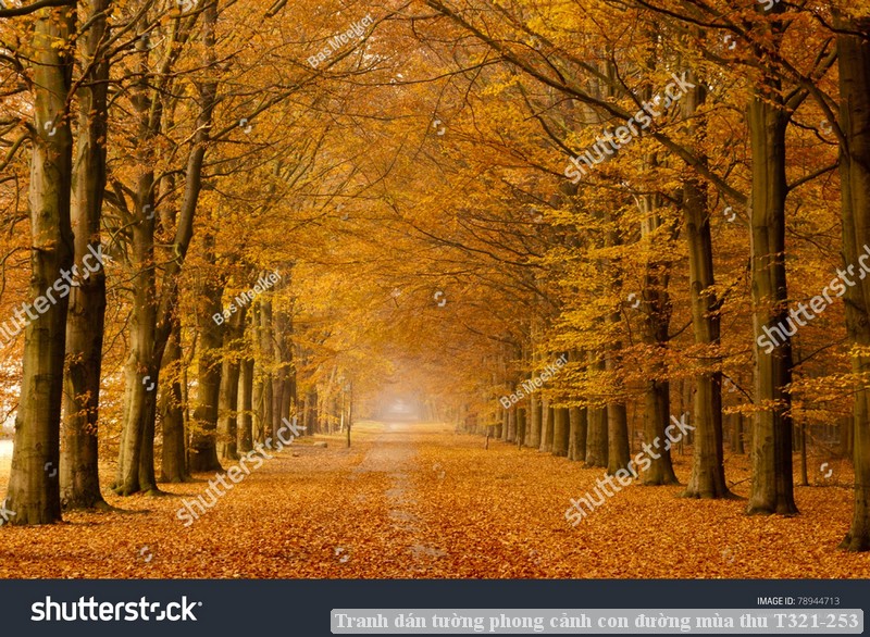 Tranh dán tường phong cảnh con đường mùa thu T321-253